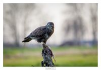 logoWBT_Buizerd_9312