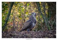 logoWBT_Buizerd_9391