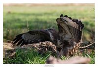 logoWBT_Buizerd_9640