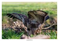 logoWBT_Buizerd_9641