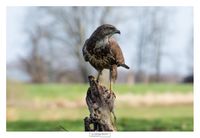 logoWBT_Buizerd_9654