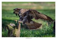 logoWBT_Buizerd_9663